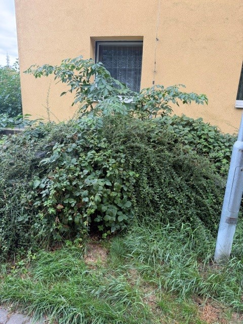 Křoví kolem oken