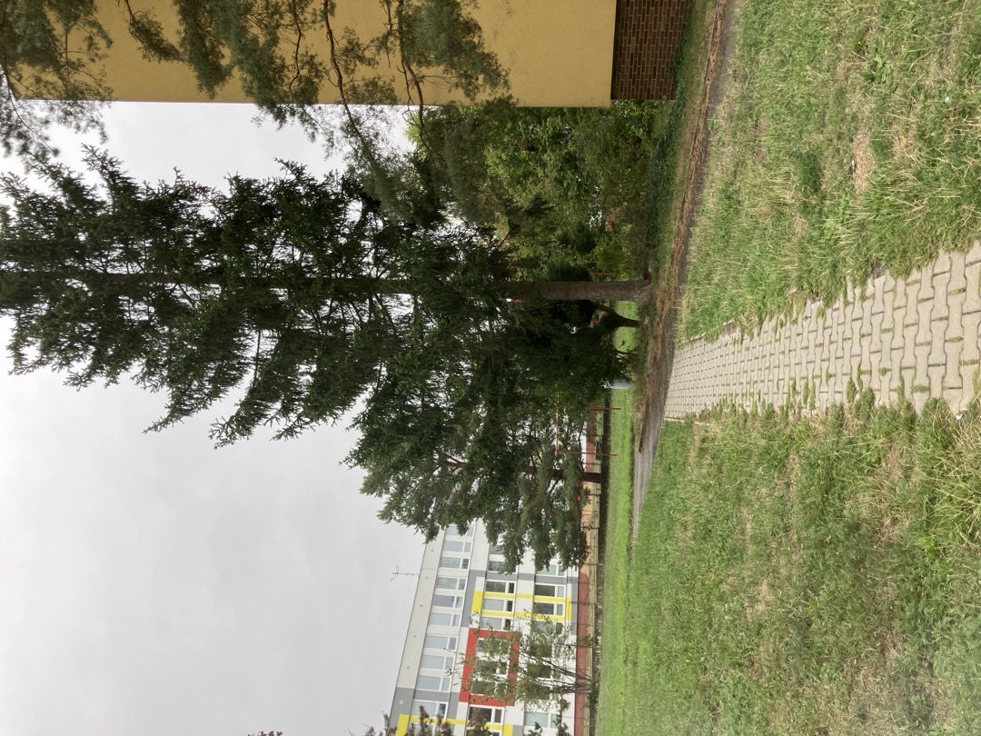 ijnekcni strikacka