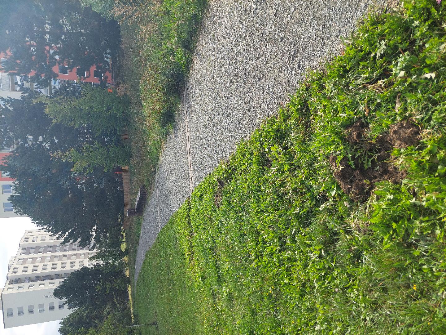 Divoká prasata