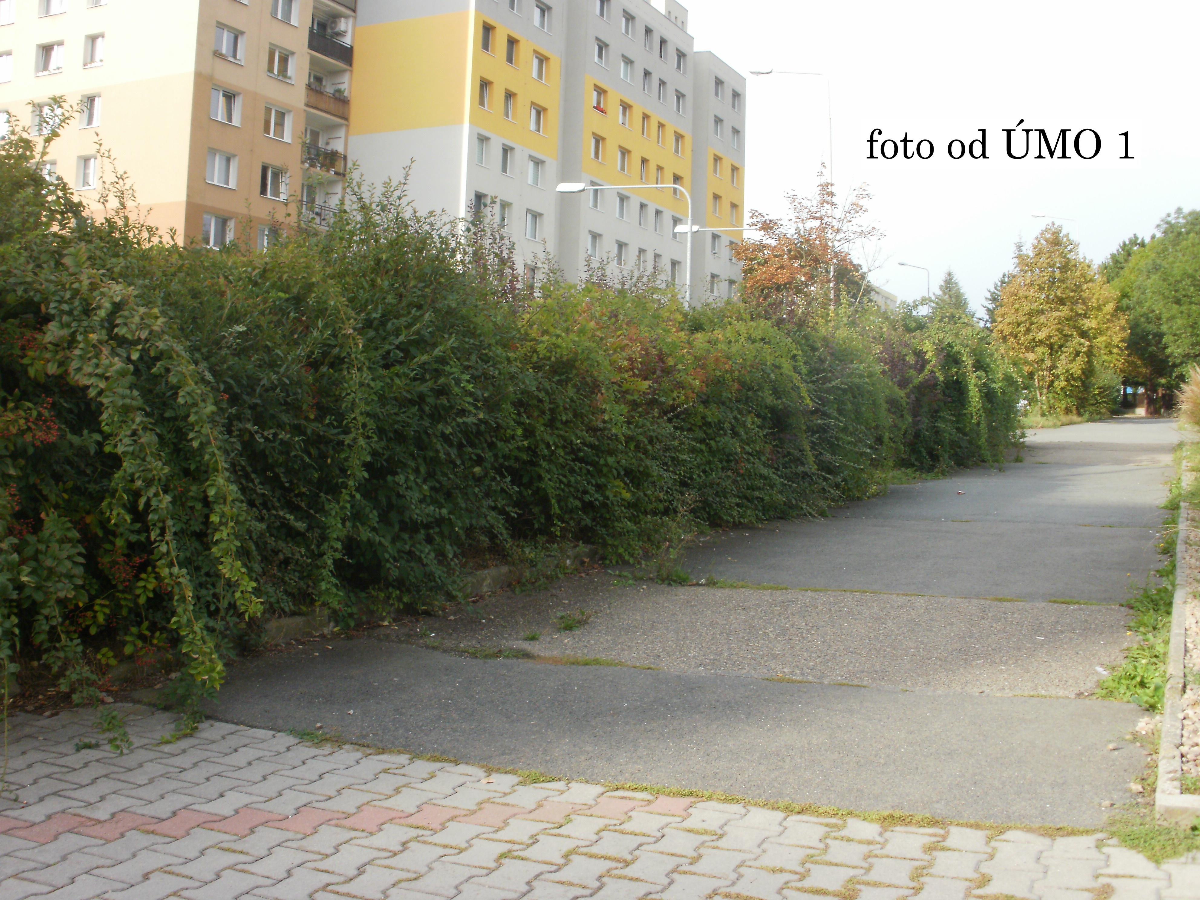 Ořez keřů