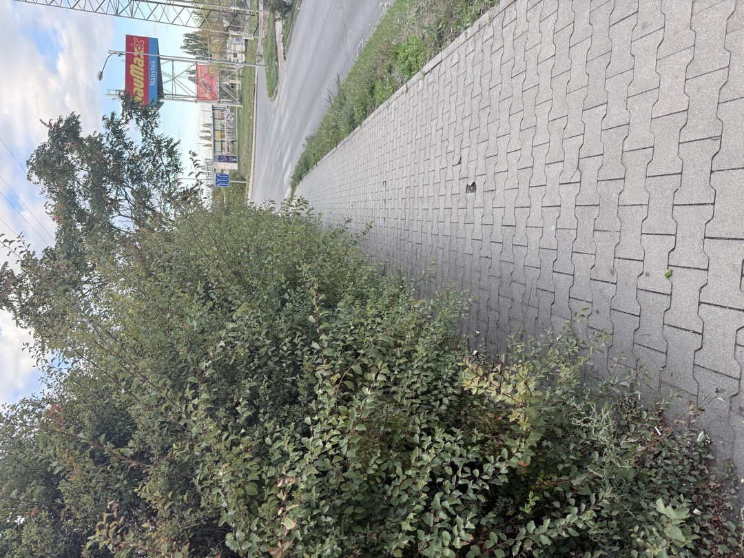 Přerostlé keře 