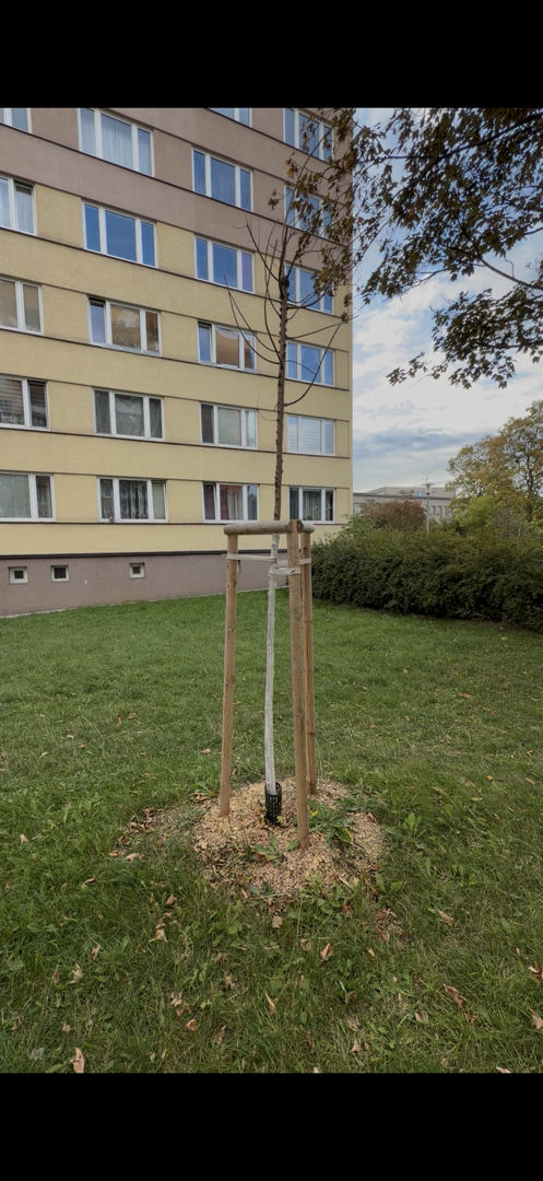 Suchý strom