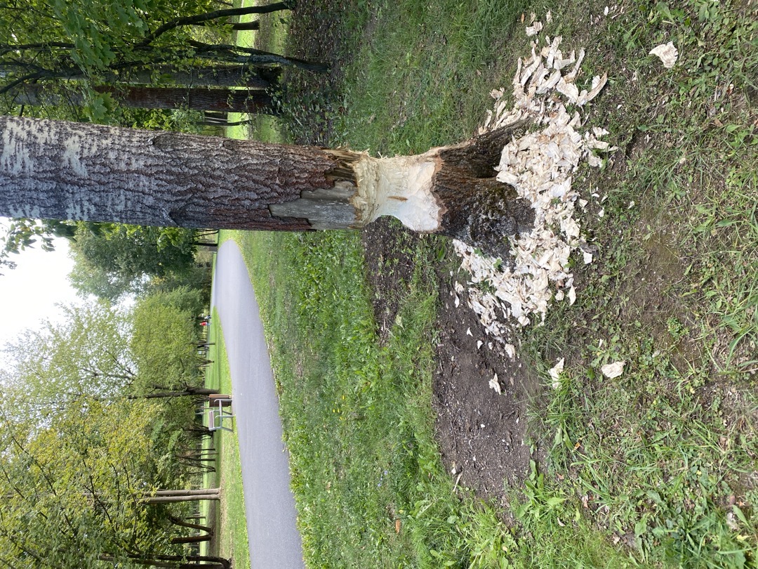 Okousaný strom od bobra u inl