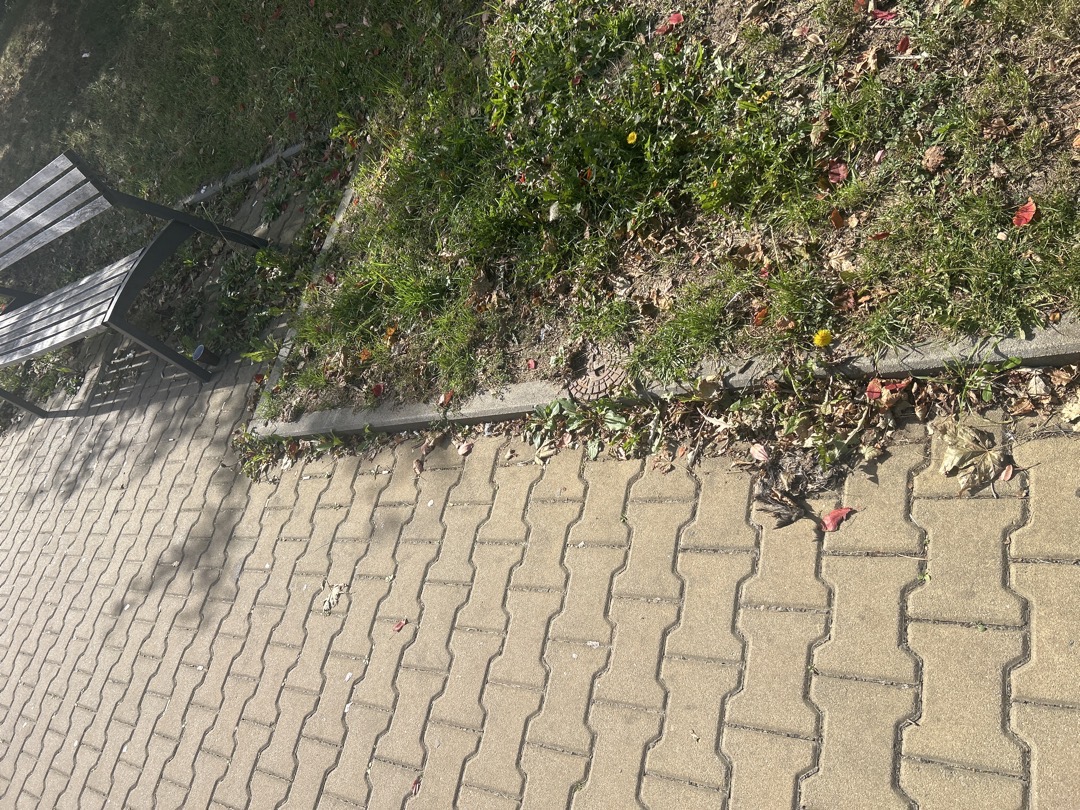 Mrtvý holub