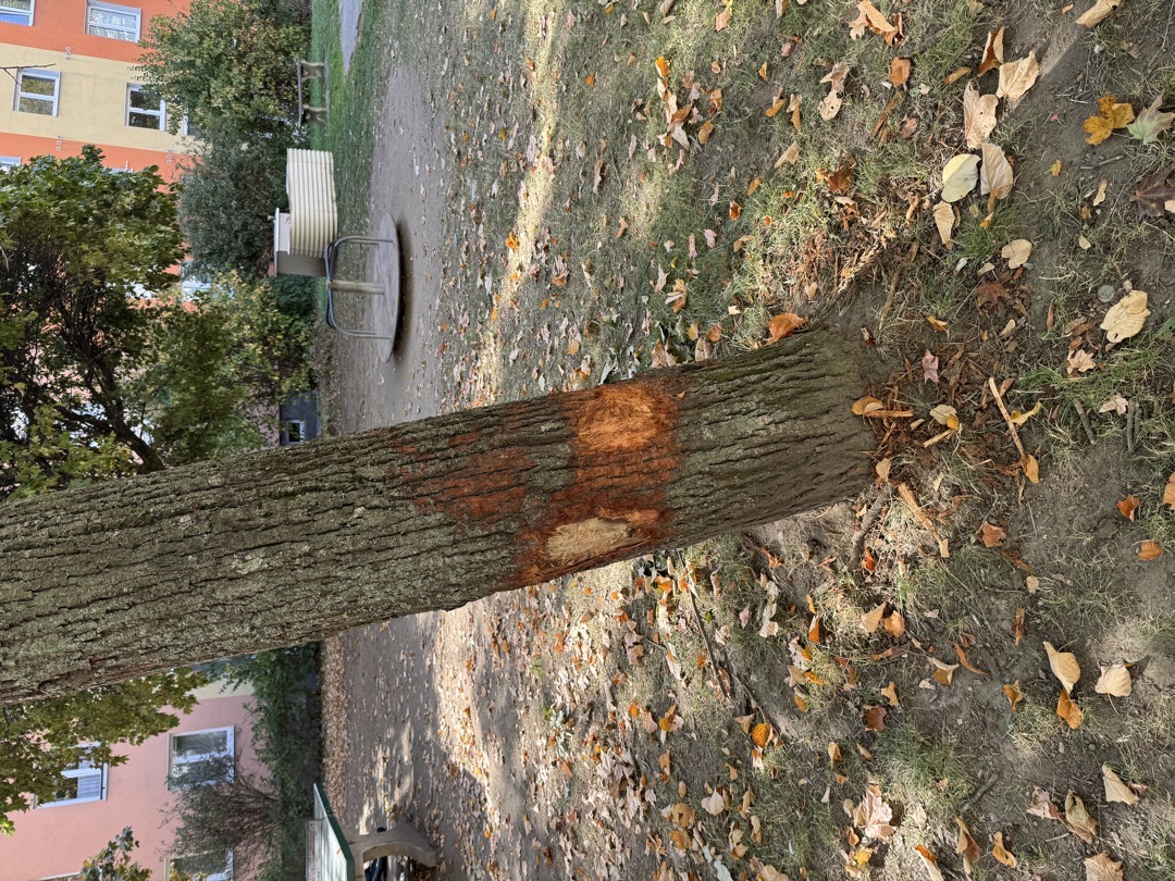 Poškozené stromy