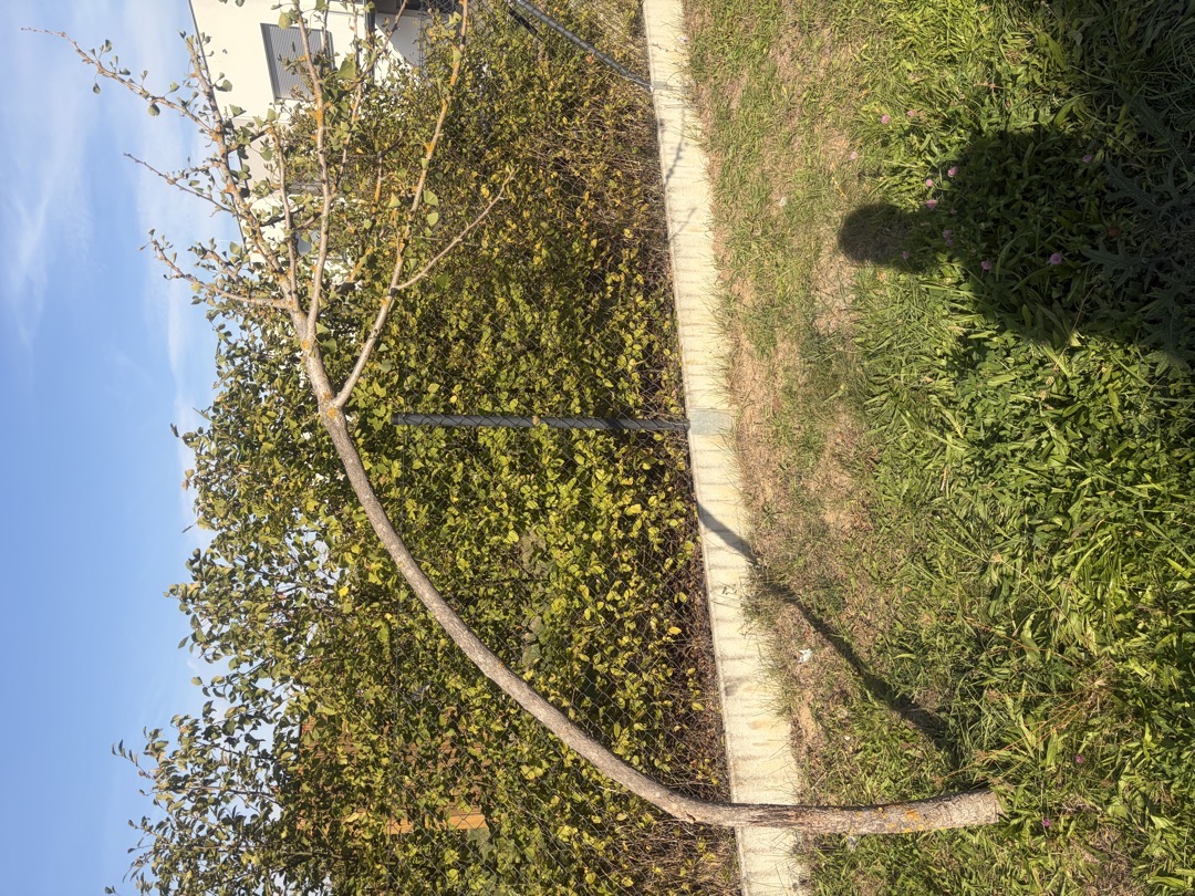Nalomený strom