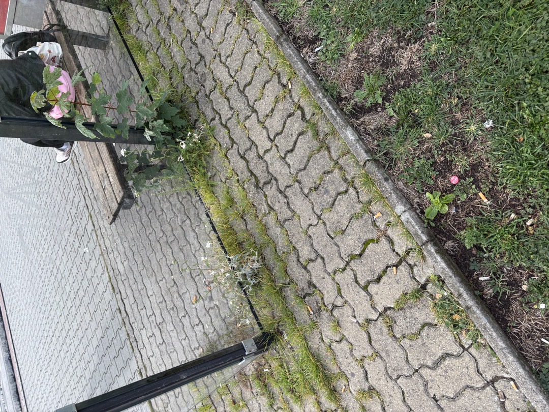 Zarostlý přístřešek MHD