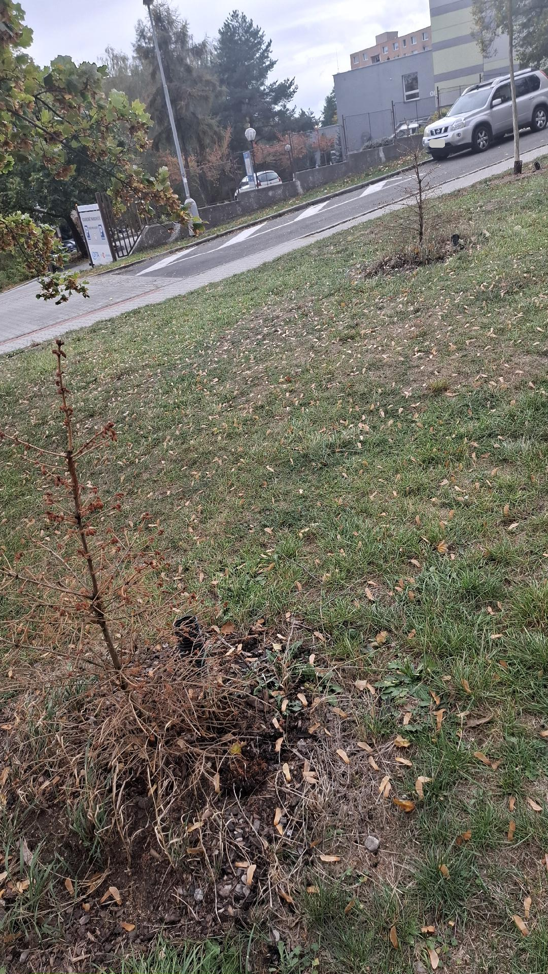 Uschlé smrčky