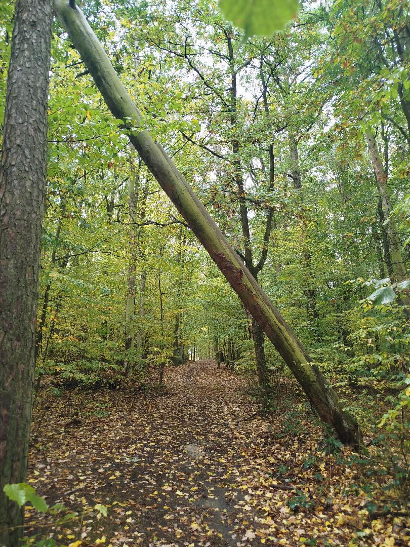Suchý vyvráceny strom