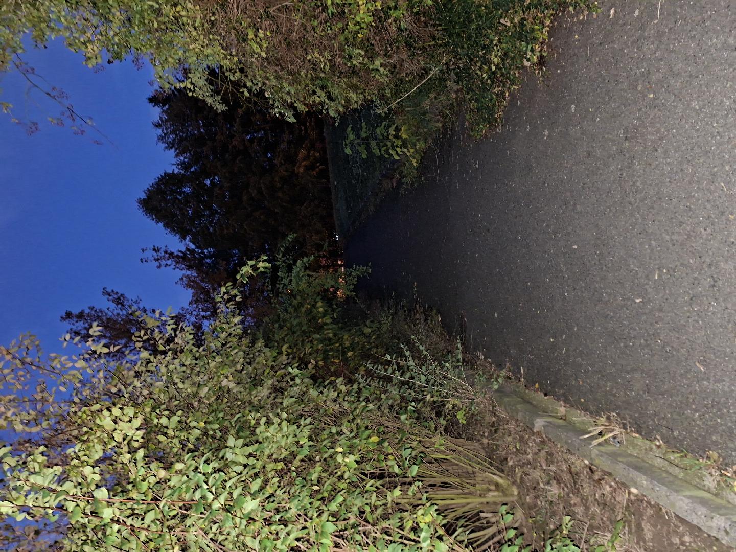 Ořez větví
