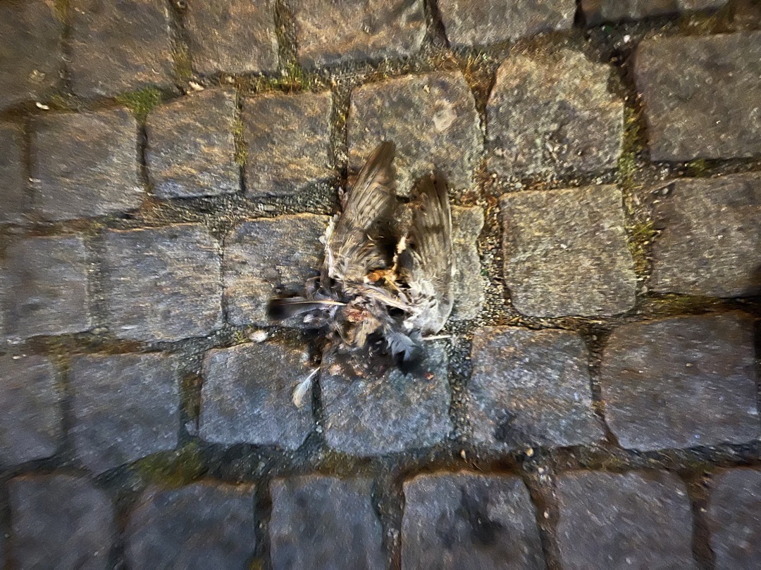 Mrtvý holub